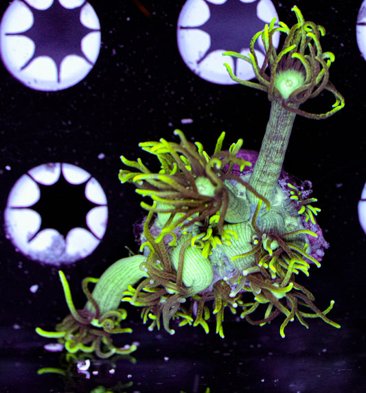 Aquacultured Goniopora