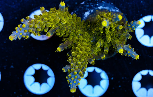 Aquacultured Acropora