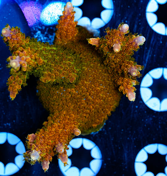 Aquacultured Acropora 2