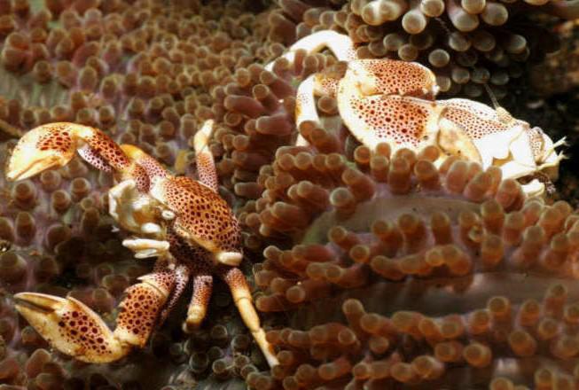 Anemone Crab, Pair