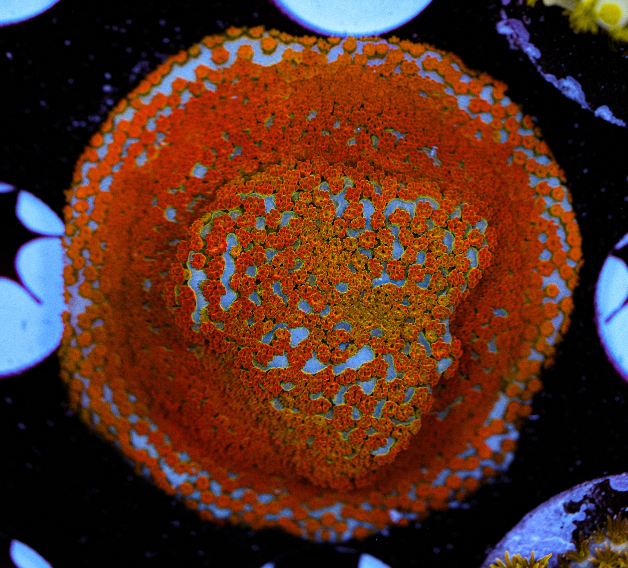 Rainbow Montipora