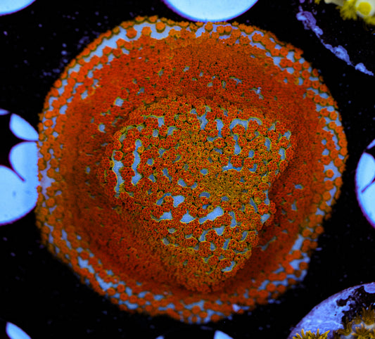 Rainbow Montipora