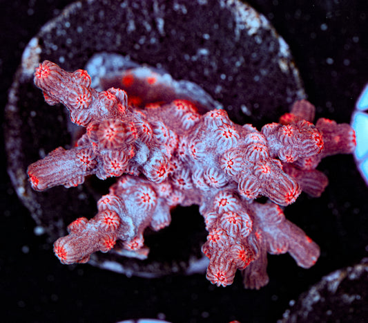 Branching Cyphastrea