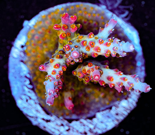 Confetti Acropora