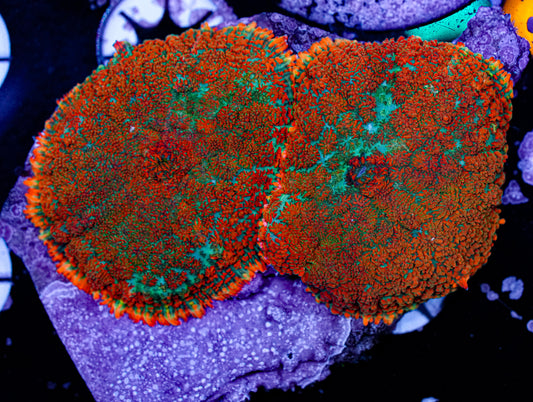 Multi-Color Rhodactis