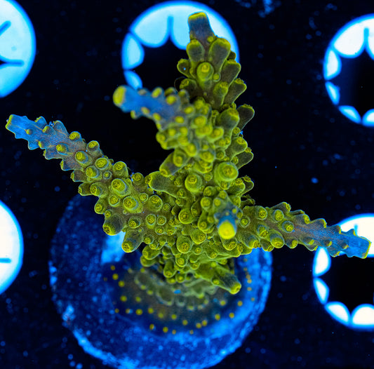 Aquacultured Acropora 3
