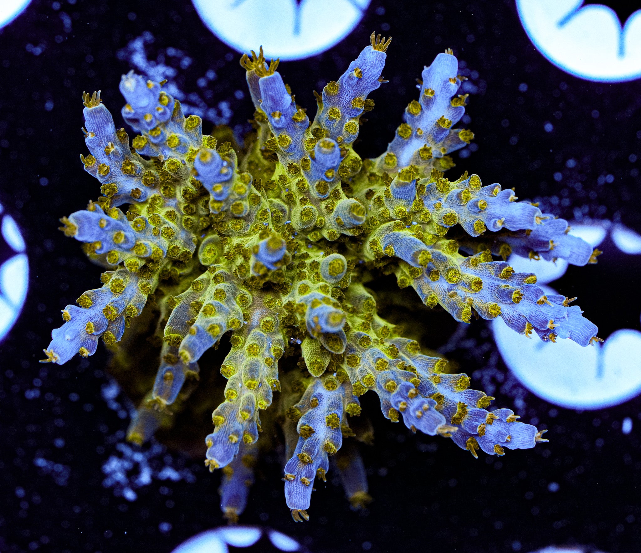 Aquacultured Acropora 4