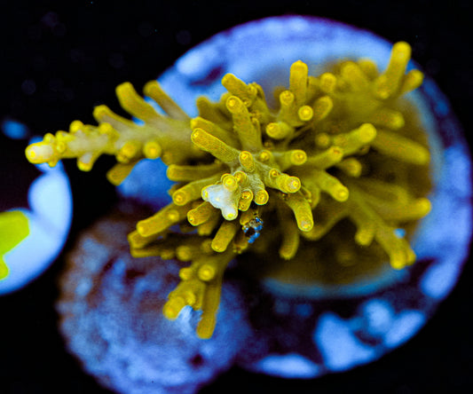 Conditioned Acropora 47