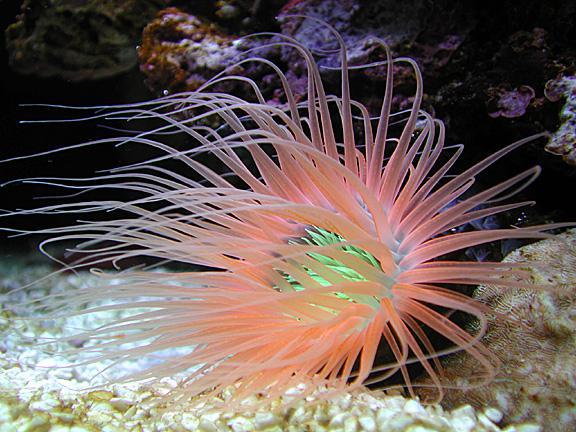 Super Orange Tube Anemone