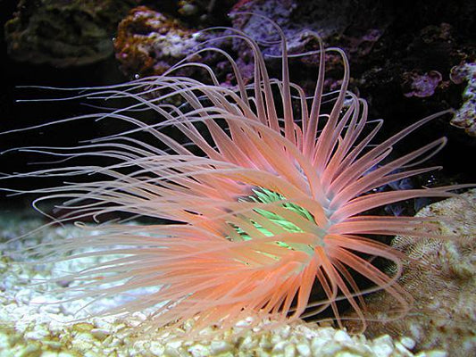 Super Orange Tube Anemone