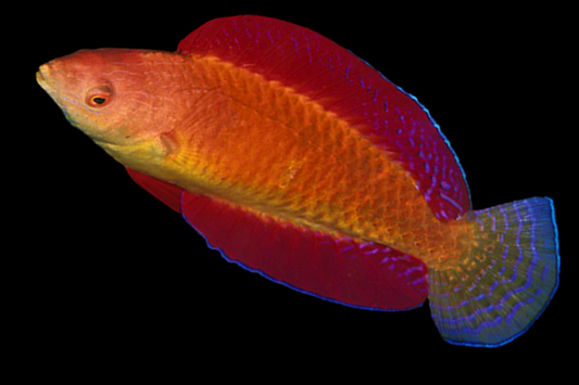 Ruby Finned Fairy Wrasse