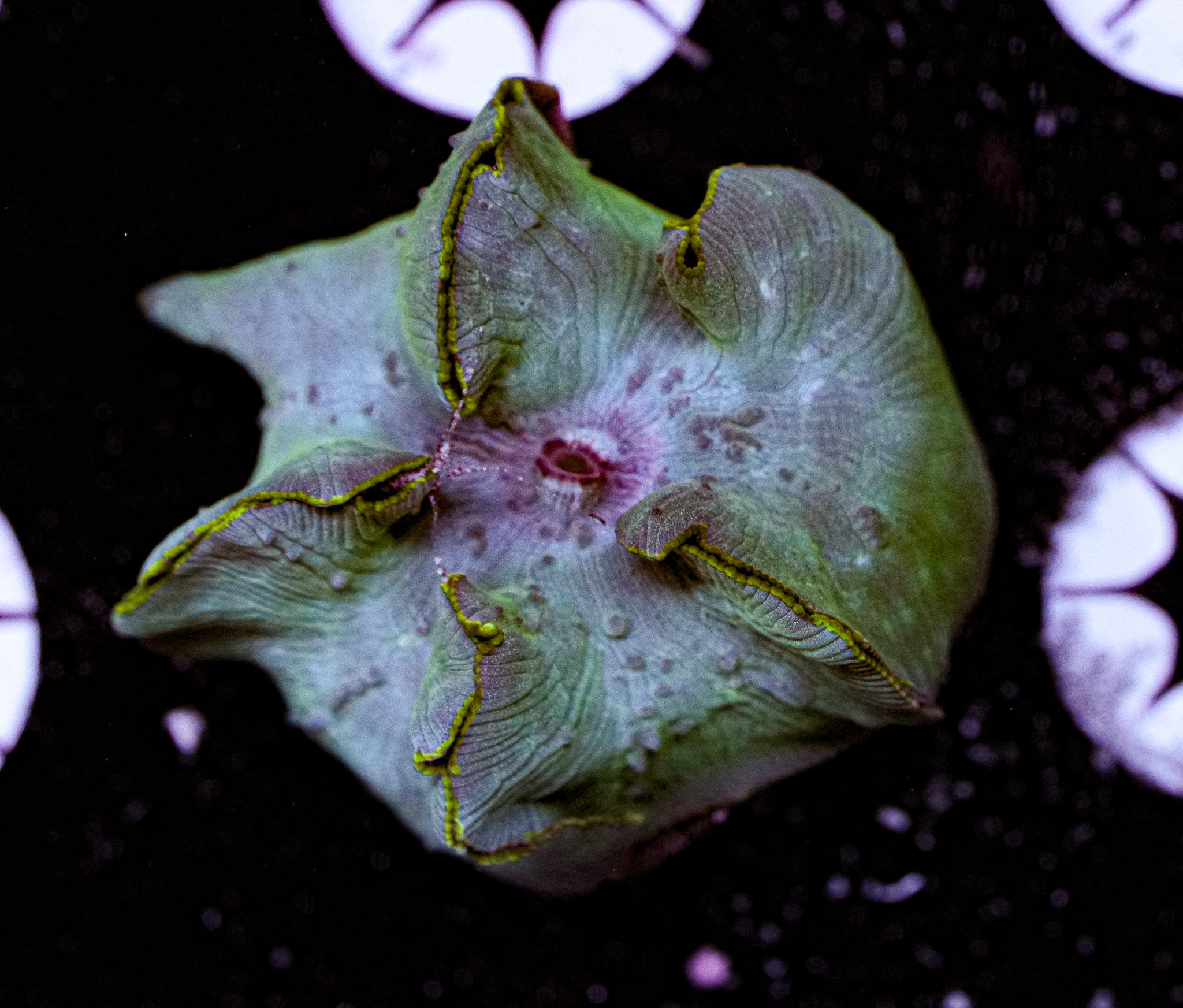 Blue Discoma Mushroom