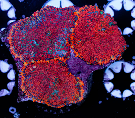 Fire Rhodactis Shroom 2