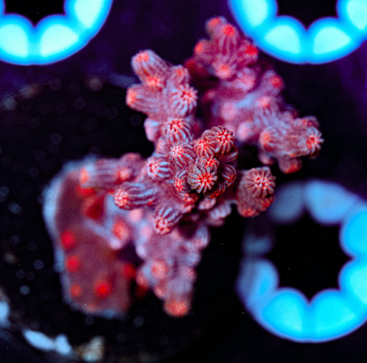 Branching Cyphastrea 2