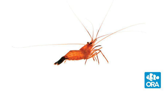 ORA Peppermint Shrimp