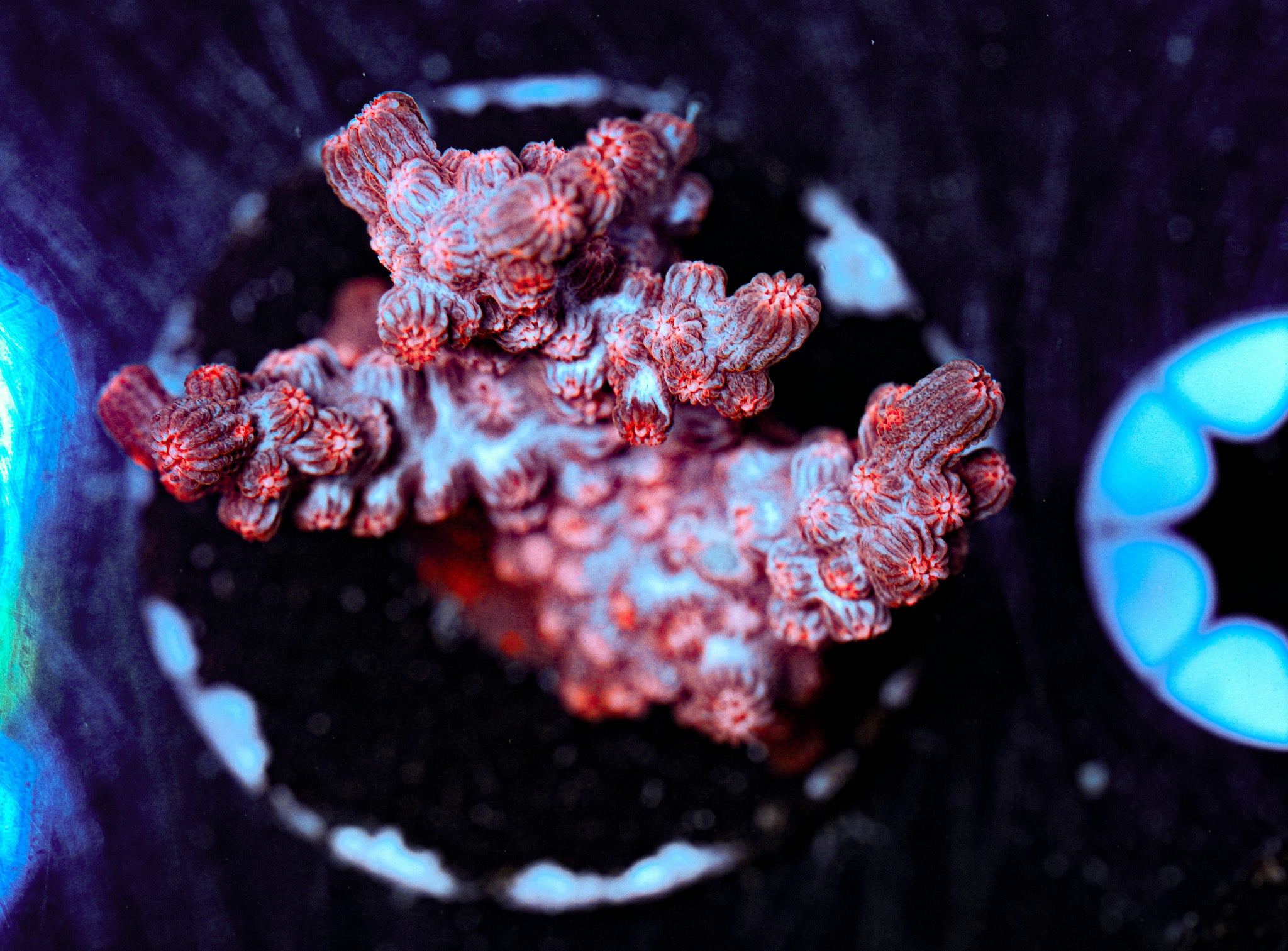 Branching Cyphastrea 3