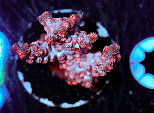 Branching Cyphastrea 3