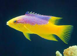 Spanish Hogfish