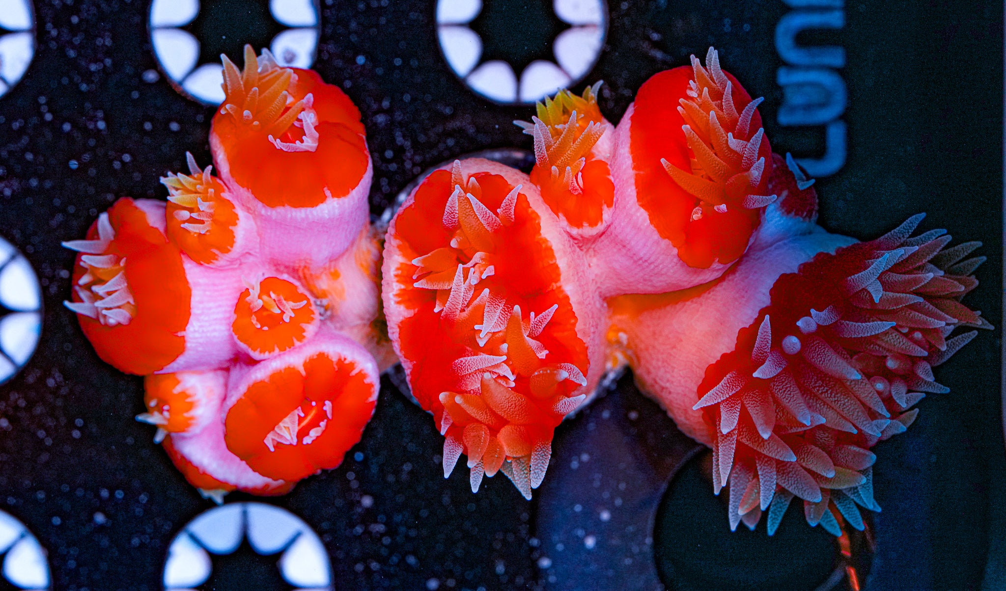 Aussie Fat Head Dendro Colony