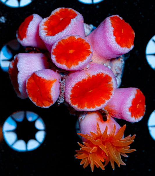 Aussie Fat Head Dendro Colony 2