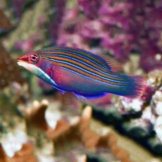 Four Line Wrasse