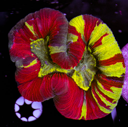 ULTRA Trachyphyllia