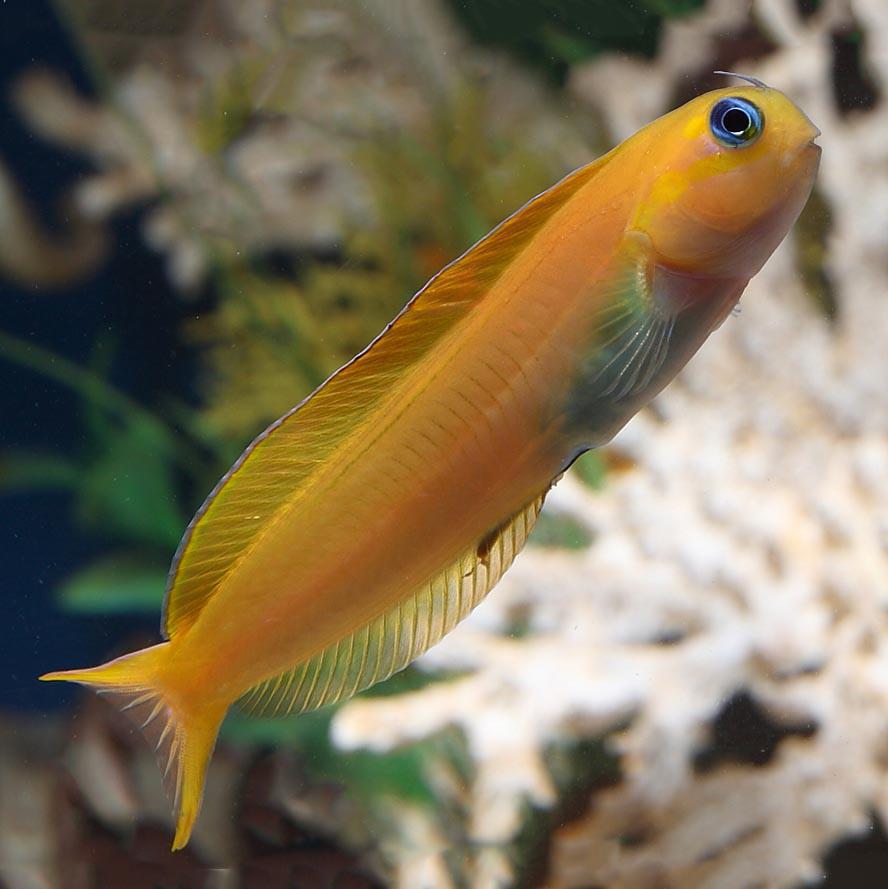 Midas Blenny XL