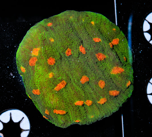 Space Invader Chalice