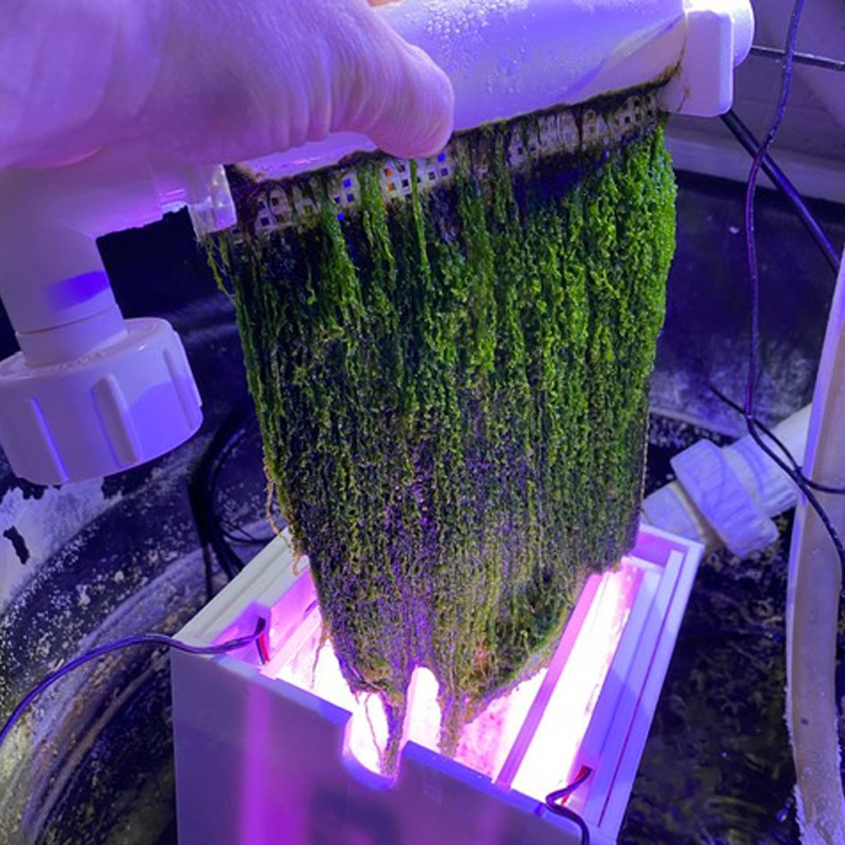 IceCap Turf Scrubber Pro Medium