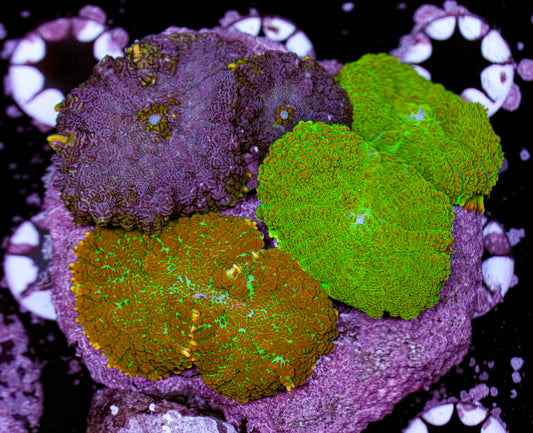 Mixed Rhodactis Rock