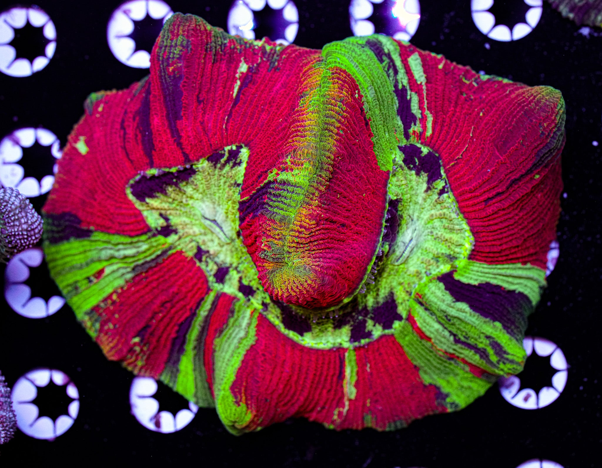 ULTRA Trachyphyllia 2