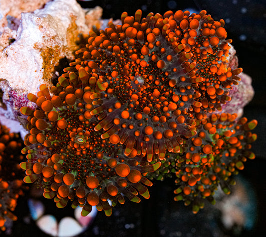 Bloody Mary Yuma Colony