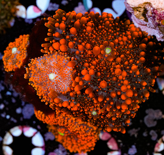 Bloody Mary Yuma Colony 2