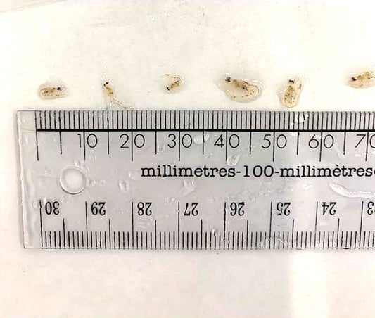 Piscine Energetics Frozen Blister Packages - 4oz (SMALL GRADE) - Limited Time Offer