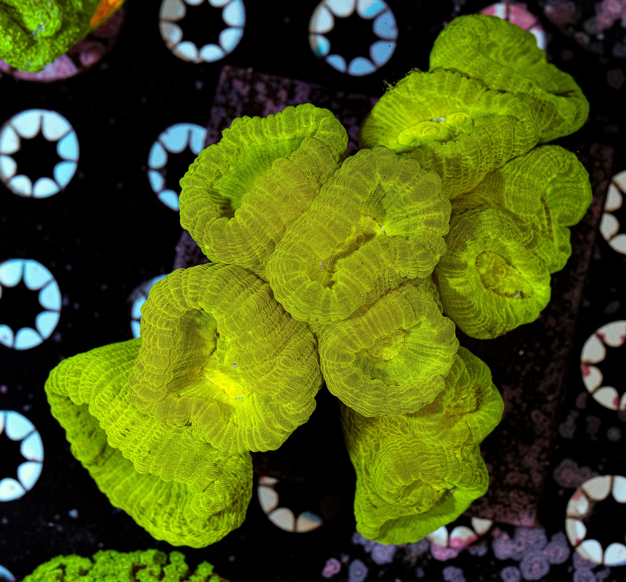 Fat Head Candy Cane Colony