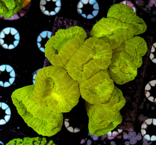 Fat Head Candy Cane Colony