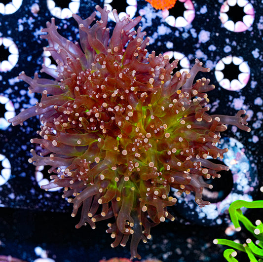 Tri-Color Octospawn 2