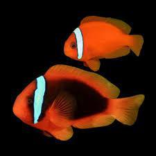 Tomato Clownfish PAIR