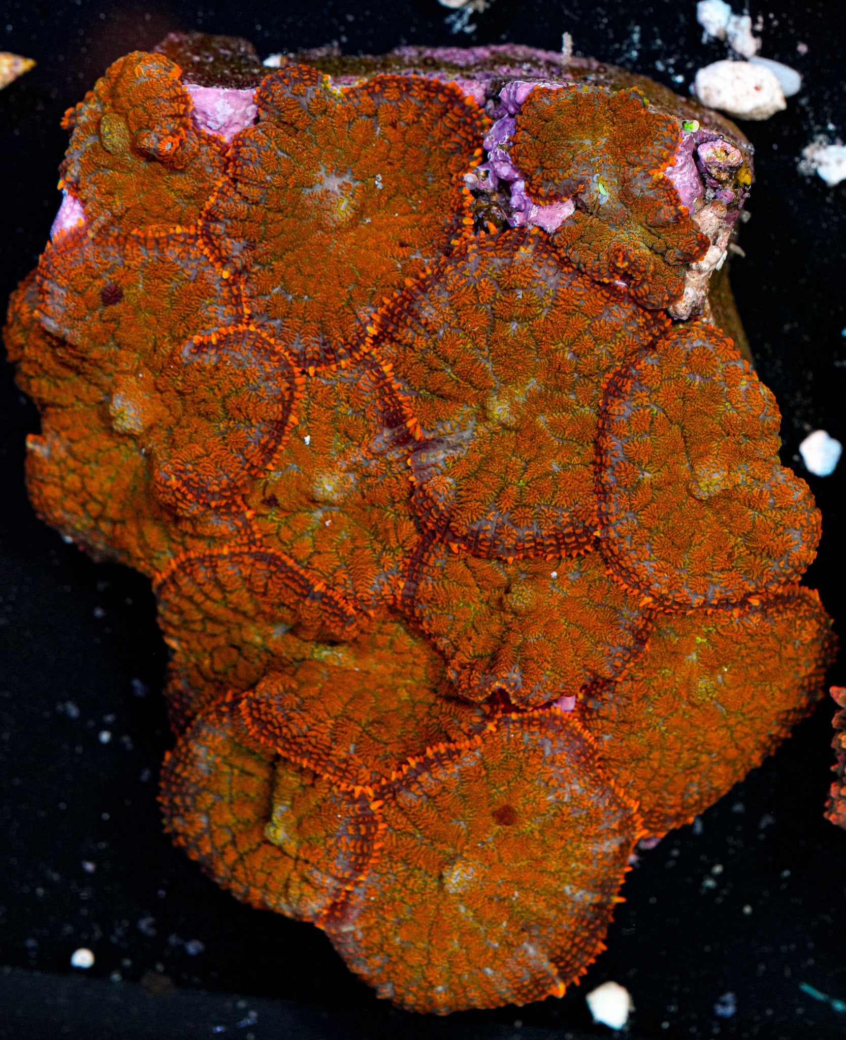 ULTRA Rhodactis Colony