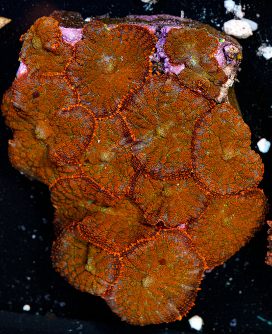 ULTRA Rhodactis Colony