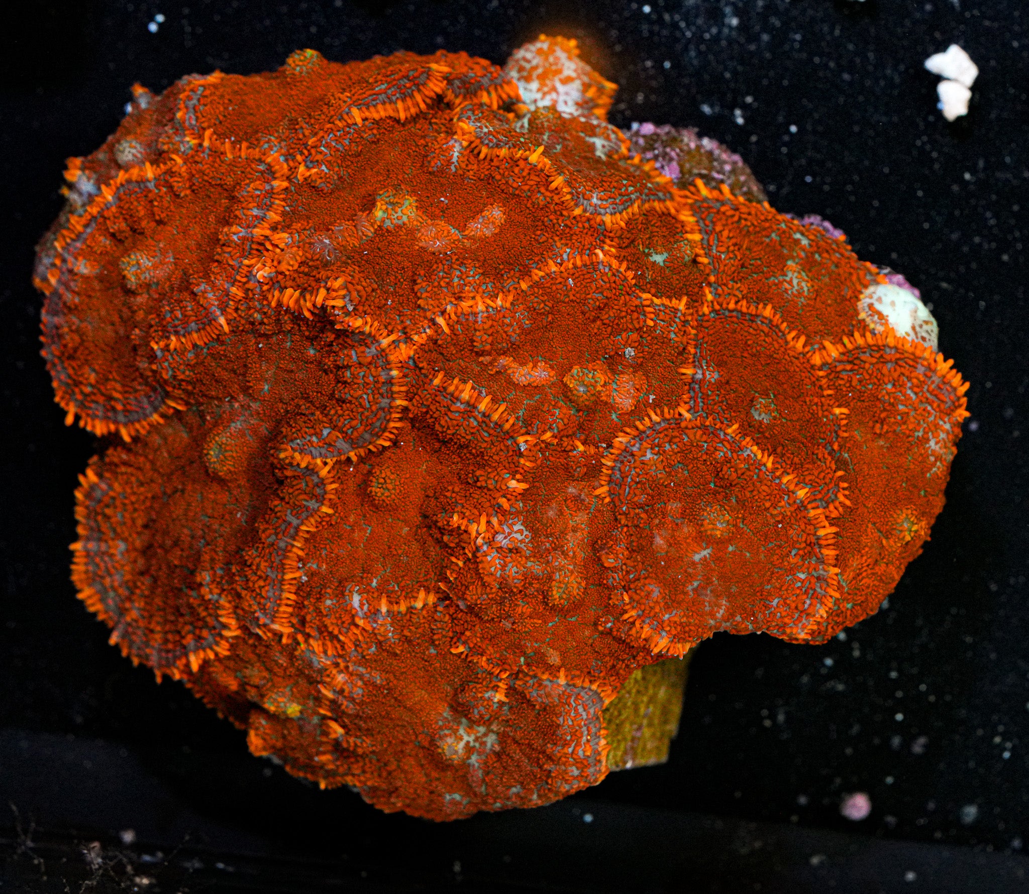 ULTRA Rhodactis Colony 2