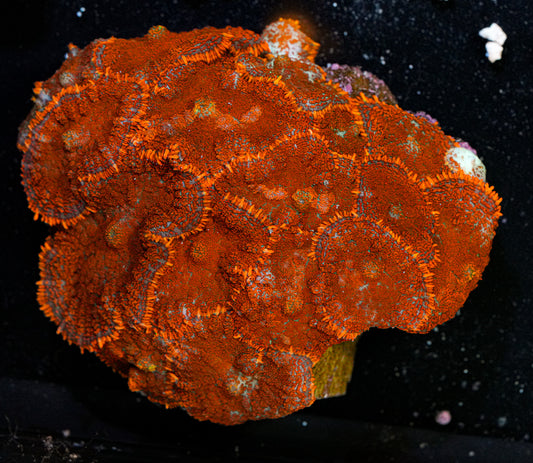 ULTRA Rhodactis Colony 2