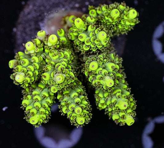 MC Glowstick Riot Acropora