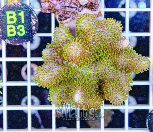 Green Polyp Toadstool “WYSIWYG”
