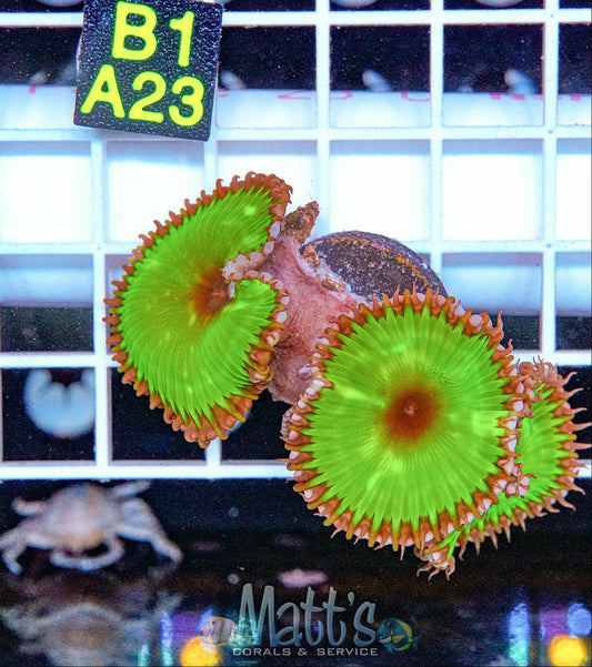 Nuclear Green Palythoa “WYSIWYG”