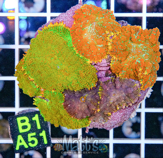 Rhodactis Mini Colony Green/Orange/Purple “WYSIWYG”
