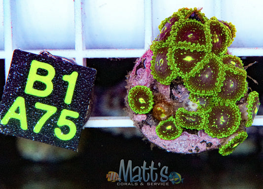 Exosphere Zoa Mini Colony “WYSIWYG”
