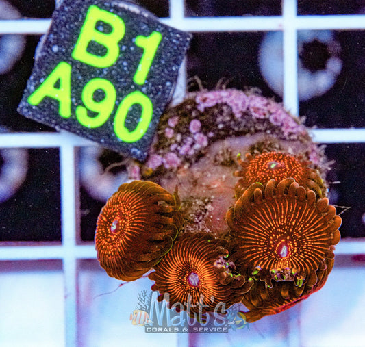 ARC Nightcrawler Zoa Frag “WYSIWYG”