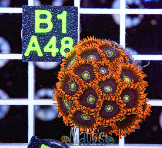 Rainbow Hornets Zoa Full Plug “WYSIWYG”