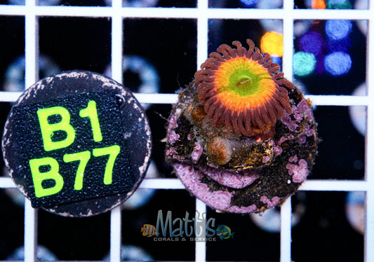 Sunny D Zoa Frag “WYSIWYG”